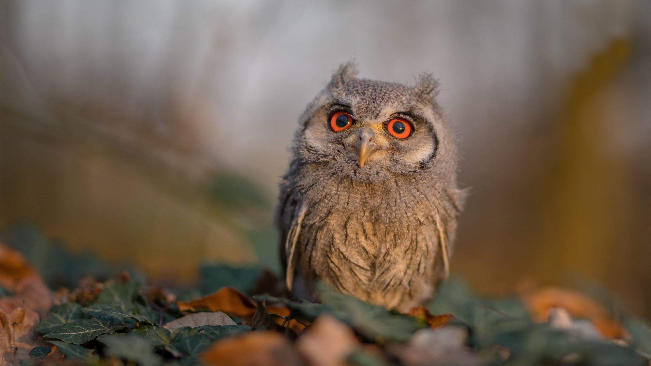 跨界王炸,张继科神级指挥,法国队上演惊天绝杀!