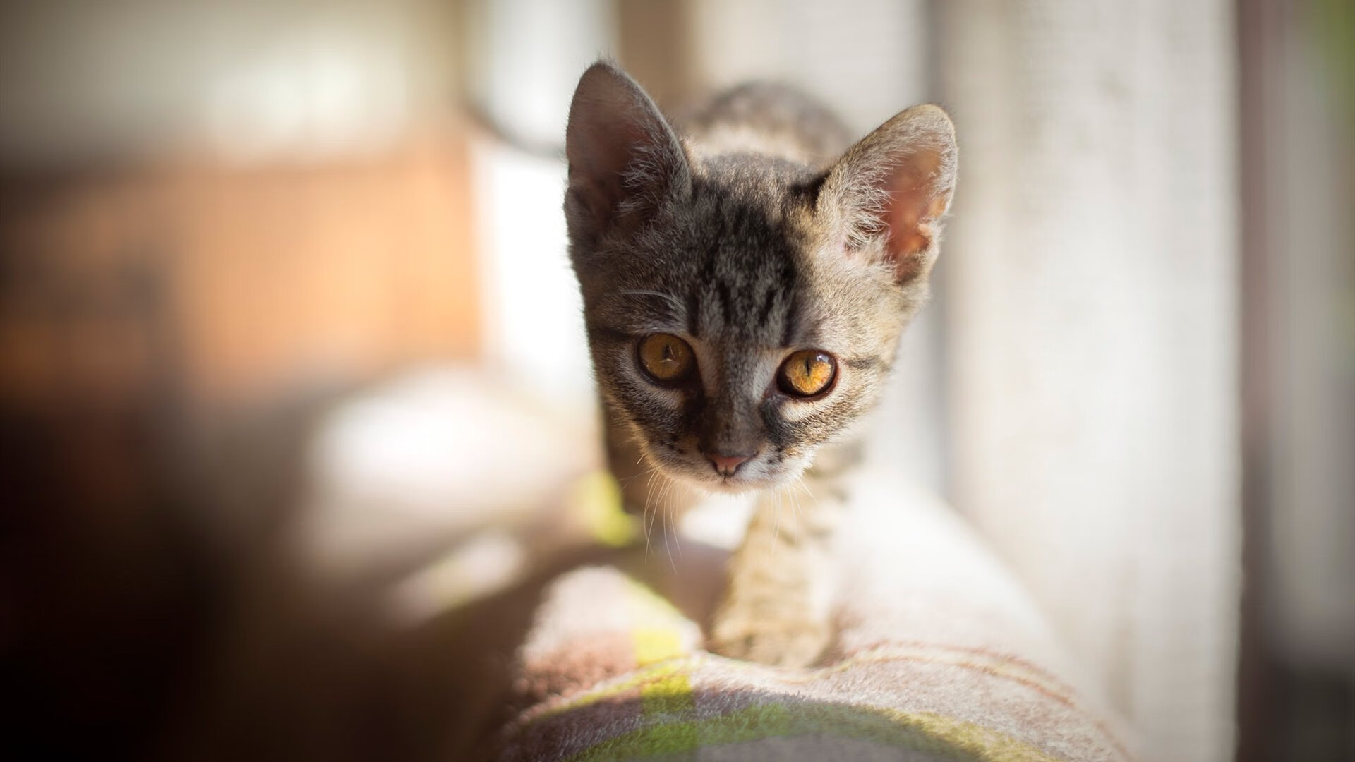 胜利的n种写法,当法国羽毛球队险胜韩国,而李梓嘉正在带队取胜