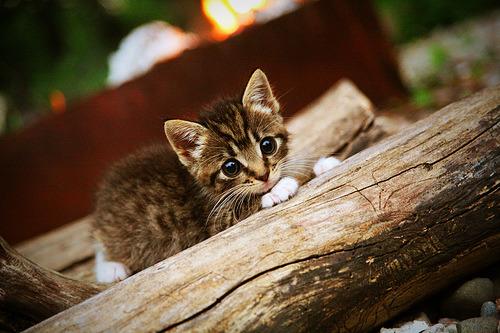 终局之诗，独奏之章，当坎特以一剑封喉为蓝黑军团谱下唯一旋律