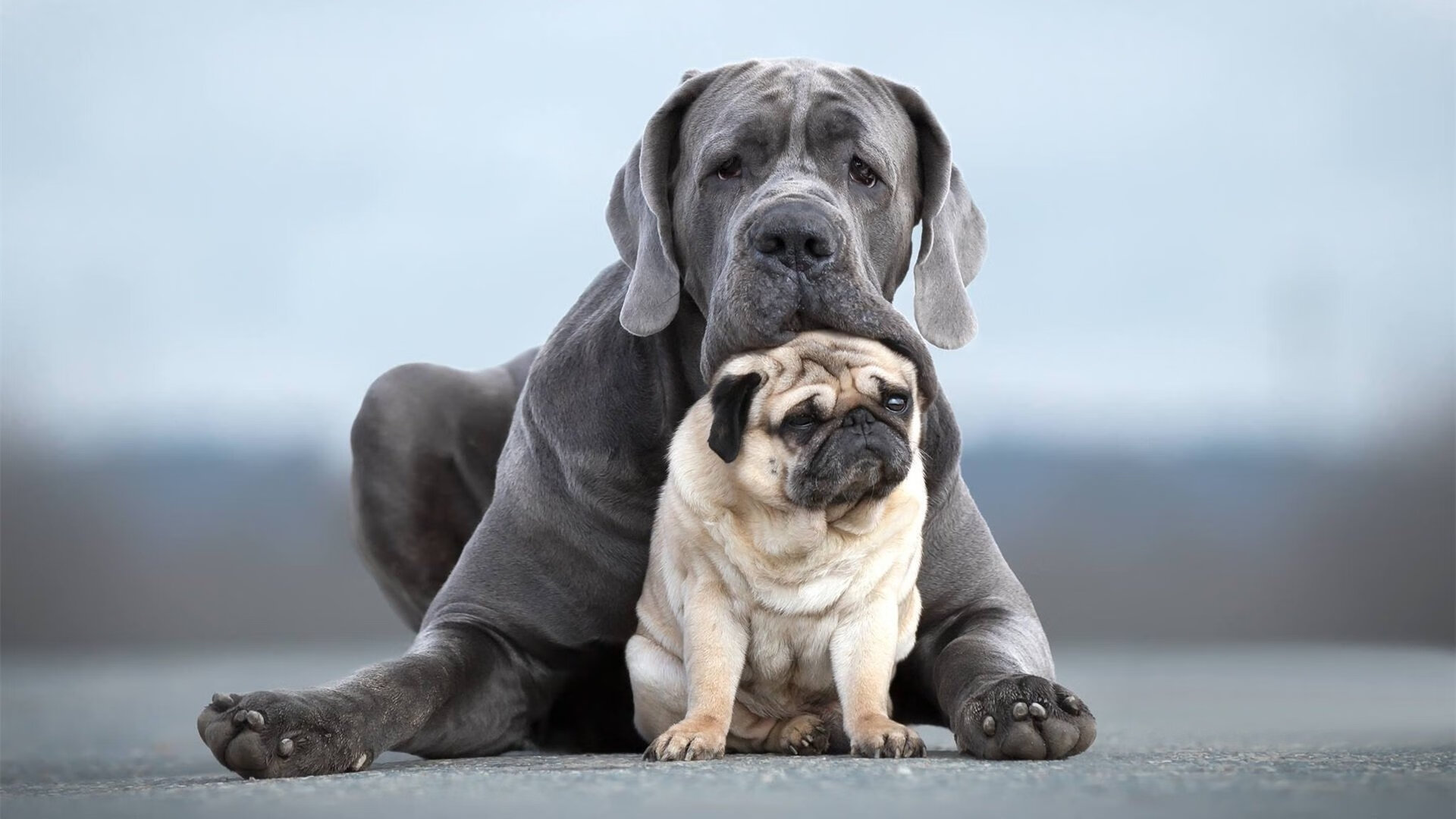 横扫战局，闪耀舞台，马来西亚队一役定乾坤，陈雨菲技惊四座