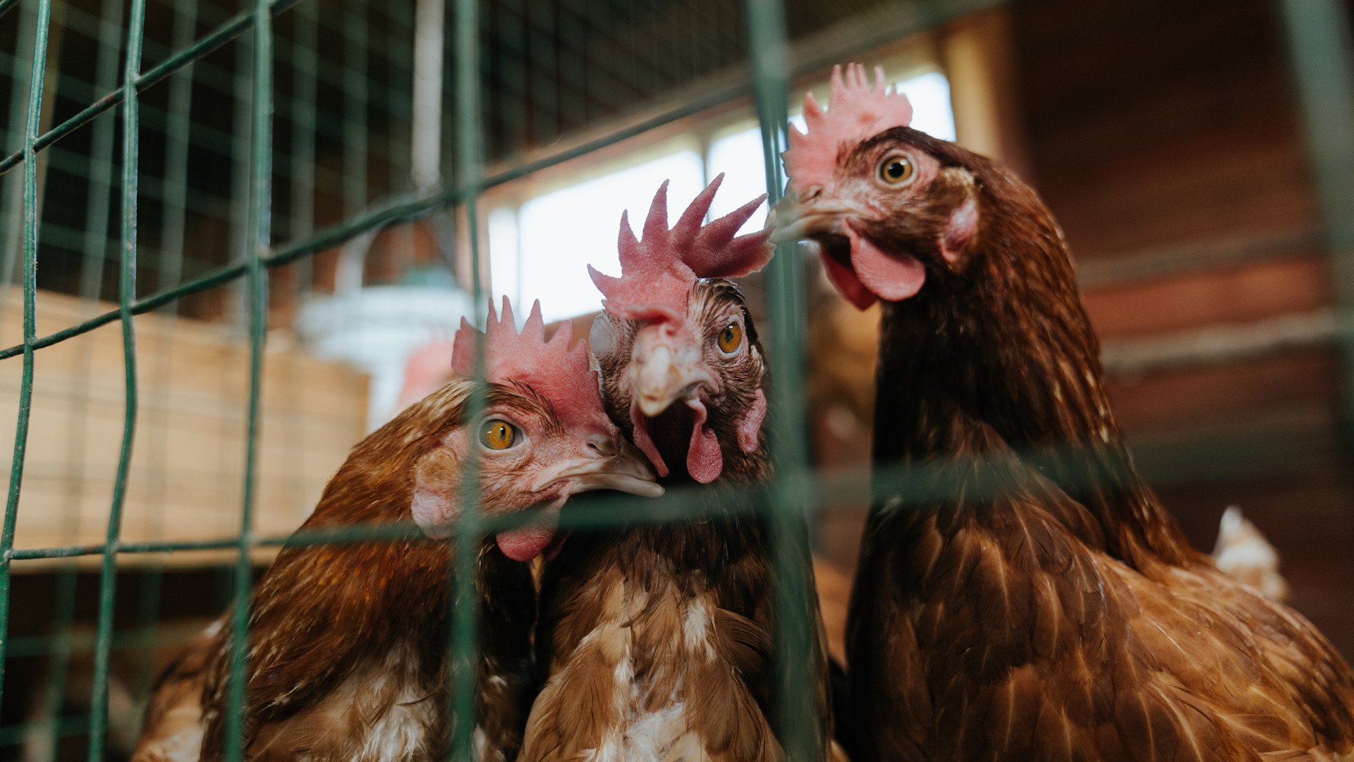 凯尔特人锁链下的勇士,文班亚马制造的错位恐惧,掀翻卫冕冠军的巨人