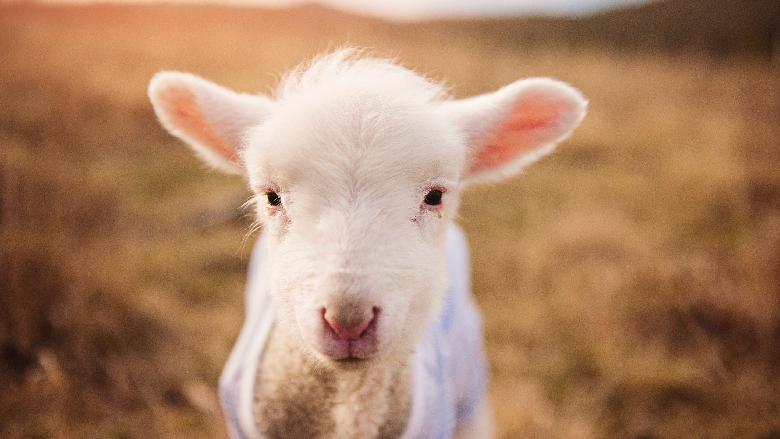 跨洋对决，浙江队一波带走篮网，非典型哈登成为关键先生