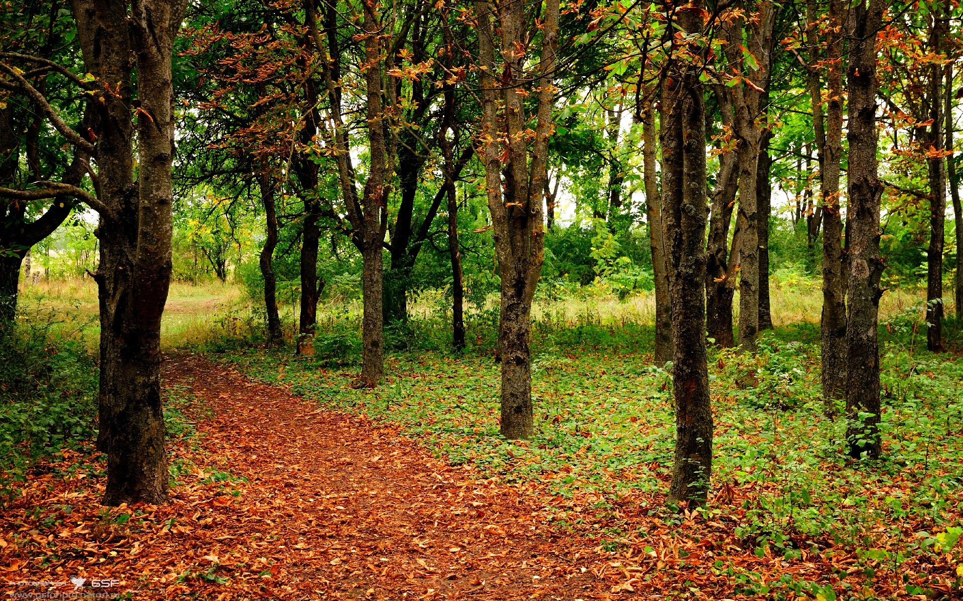 隐形之盾，武切维奇防守端锁死对手，凯尔特人力克公牛