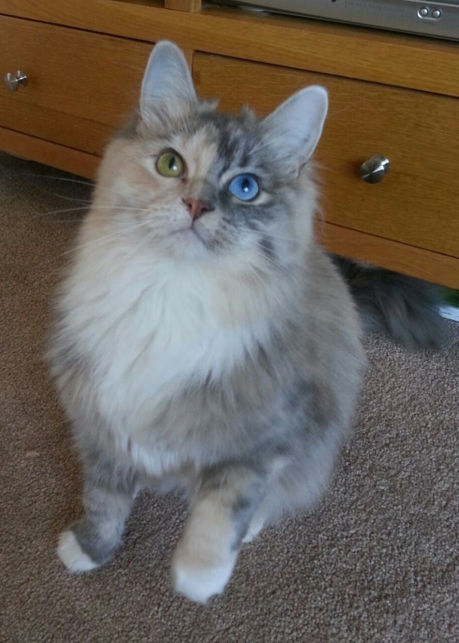 时空折叠之战，当CBA总冠军遇上NBA西部劲旅，詹姆斯撕裂次元壁