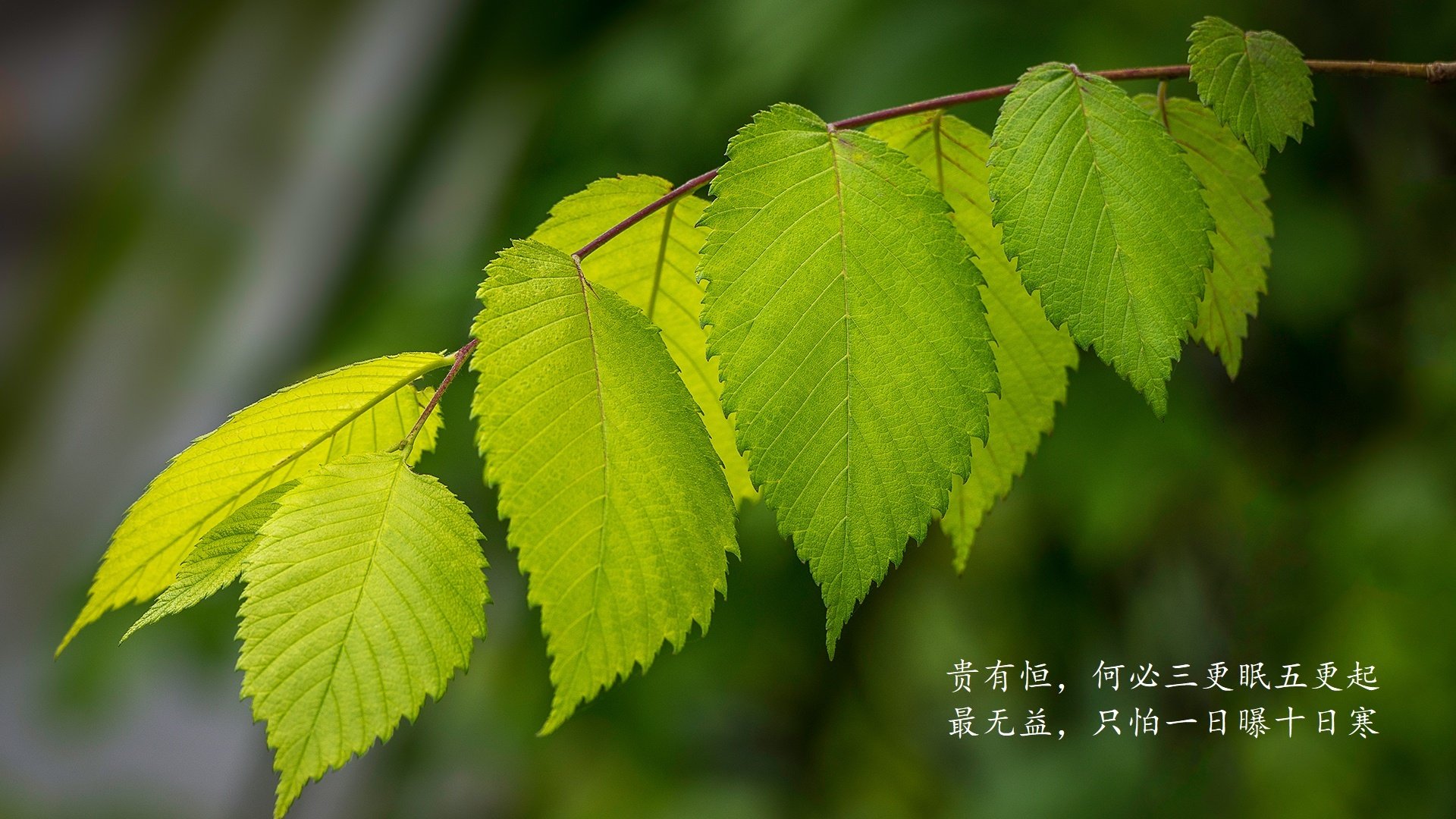 当佛罗伦萨的斜阳遇见葡萄牙的海风,德布劳内在艺术与纪律的焦点战中加冕